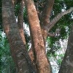 Ficus racemosa Bark