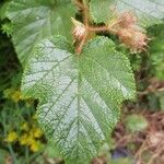 Rubus tricolor Leaf