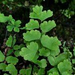 Adiantum raddianum Leaf