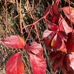 Parthenocissus quinquefolia Vaisius