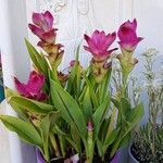 Curcuma alismatifolia Cvet