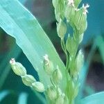 Panicum miliaceumFlor