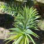 Araucaria angustifolia Hoja