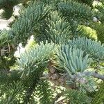 Abies procera Листок