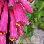Veltheimia bracteata Blüte