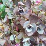 Sedum sieboldii Hoja