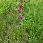 Gladiolus palustris Flor