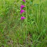 Gladiolus palustris Květ