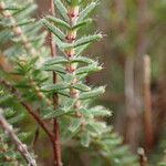 Erica tetralix Fuelha