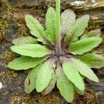 Arabidopsis thaliana Leaf