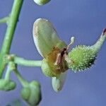 Paullinia granatensis Květ