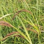 Carex acuta Çiçek