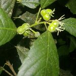 Cleidion castaneifolium Fruit