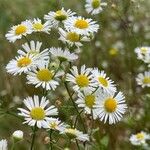 Erigeron strigosusFlower