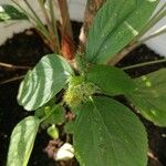 Acalypha alopecuroidea Leaf