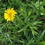 Inula ensifolia Hoja
