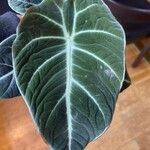 Alocasia reginula Leaf