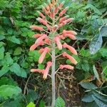 Aloe amudatensis Flor