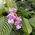 Macropsychanthus malacocarpus 花