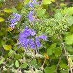 Caryopteris × clandonensis Çiçek