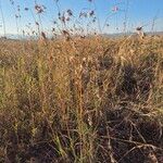 Themeda triandra Libunga