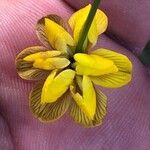 Hippocrepis scabra Flower