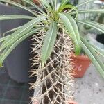 Pachypodium lamerei Fuelha