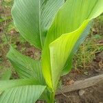 Curcuma longa Blad