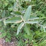 Elaeagnus angustifolia 叶