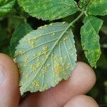 Rubus questieri Blad