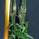 Coutoubea spicata Frutto