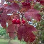 Viburnum trilobum Yaprak