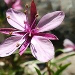 Epilobium dodonaei फूल
