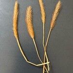Gastridium ventricosum Hoja