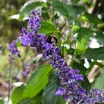 Salvia farinacea Blüte