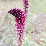 Lysimachia atropurpurea फूल