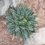 Agave victoriae-reginae Листок