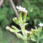 Jungia pauciflora
