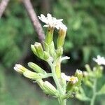 Jungia pauciflora Flors