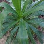 Dracaena angustifolia برگ