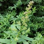 Spiraea salicifolia 花