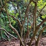 Rhododendron arborescens Natur