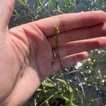 Carex muskingumensis Leaf