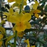 Cyrtopodium andersonii Çiçek