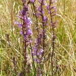Lobelia urens Lorea