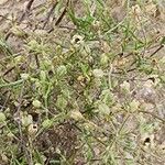 Spergularia diandra Fruto