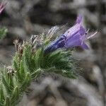 Echium gaditanum Blüte