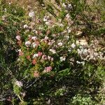 Eriogonum fasciculatum Ліст