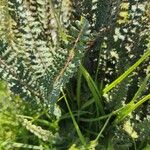 Woodsia ilvensis Leaf