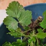 Geum macrophyllumLeaf